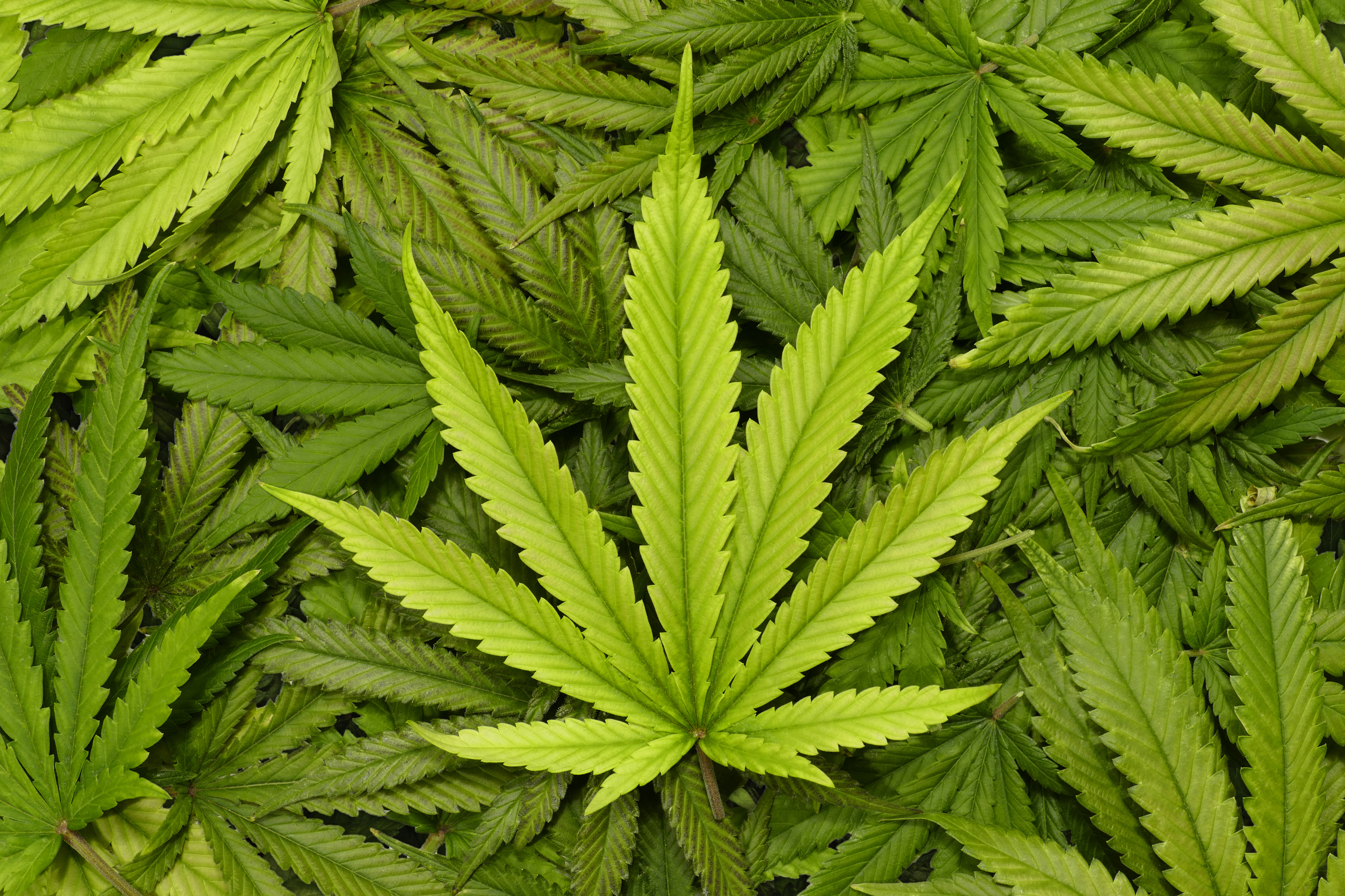 Картинка конопля сажаем семена марихуаны